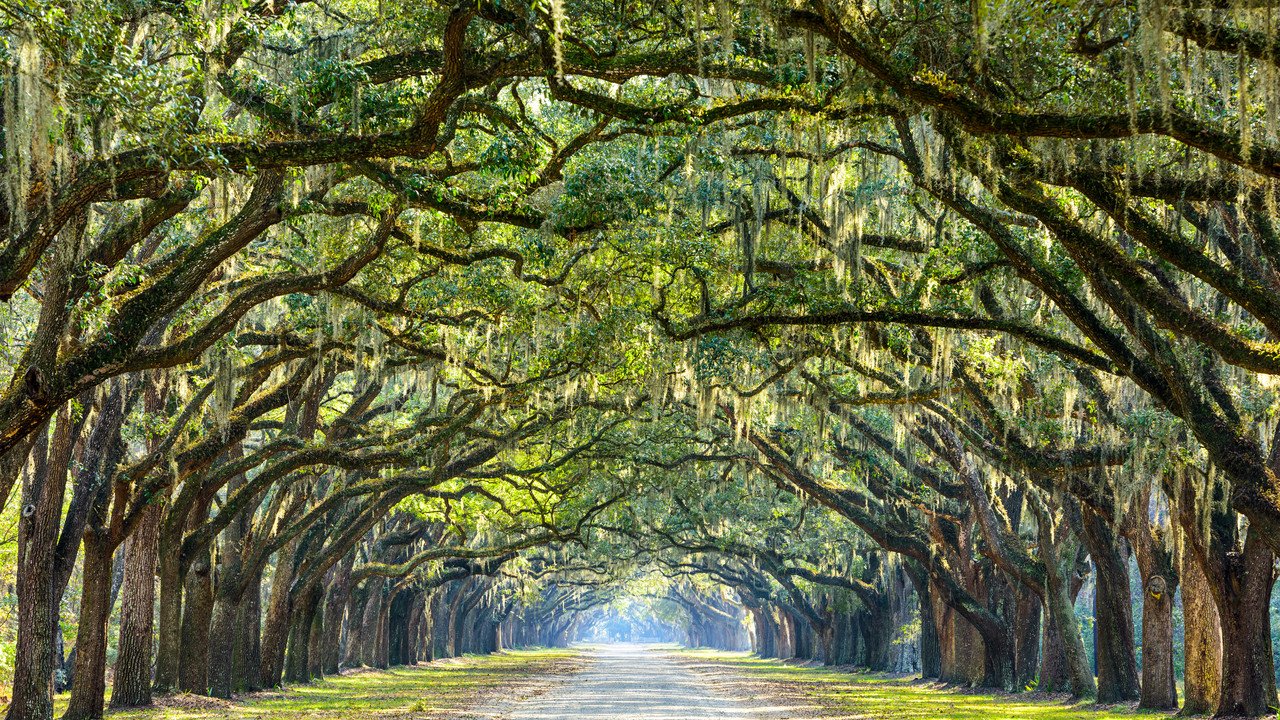 Savannah
