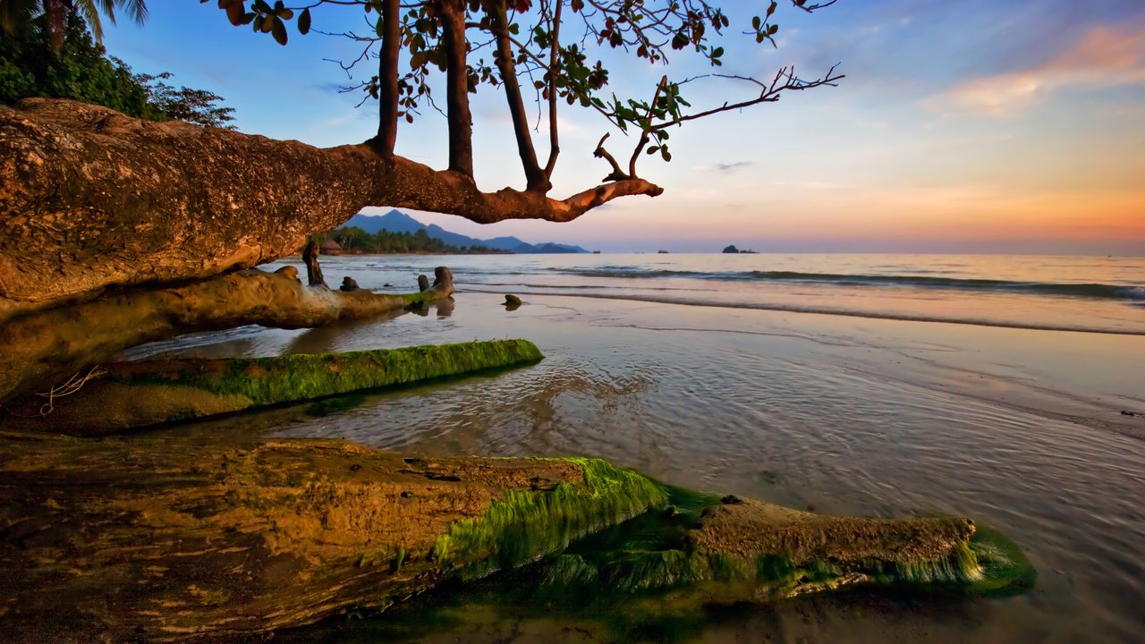 Trat