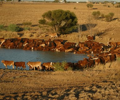 Longreach