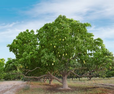 Rahim Yar Khan, Pakistan