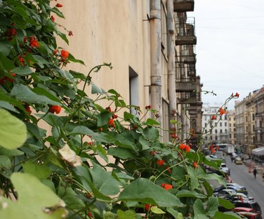Тернате