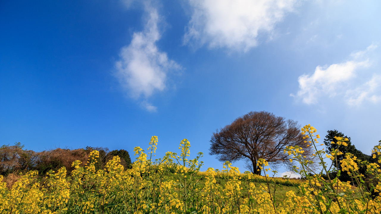 Cheap flights to Saga Prefecture, Japan | Kiwi.com